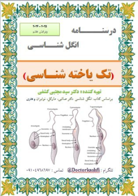 جزوه درسنامه انگل شناسی دکتر کشفی (تک یاخته شناسی)